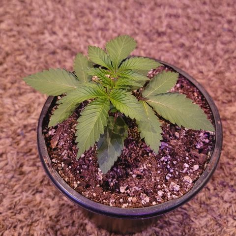 White Widow  growlog timeline photo