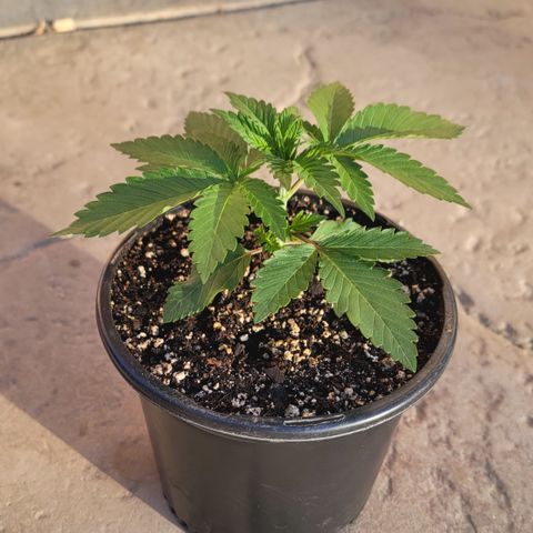 White Widow  growlog timeline photo