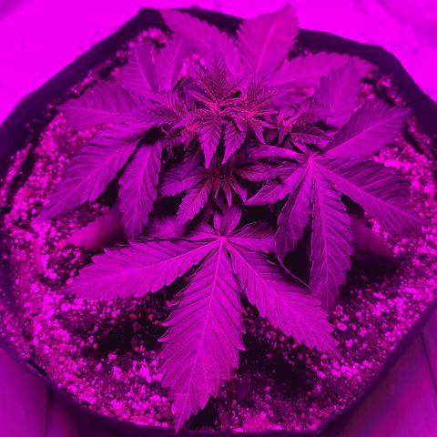 White Widow  growlog timeline photo