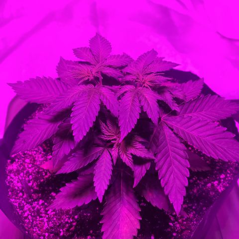 White Widow  growlog timeline photo