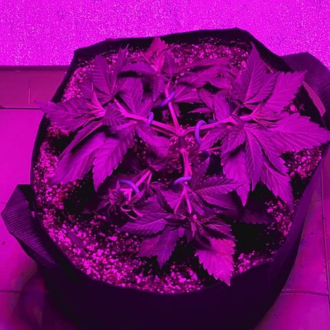 White Widow  growlog timeline photo