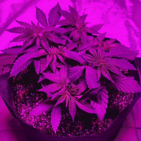 White Widow  growlog timeline photo