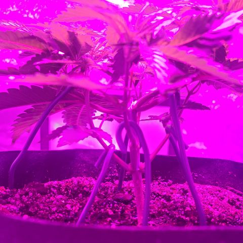 White Widow  growlog timeline photo