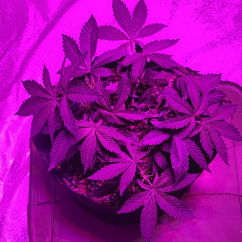 White Widow  growlog photo: She's responding well to the topping.