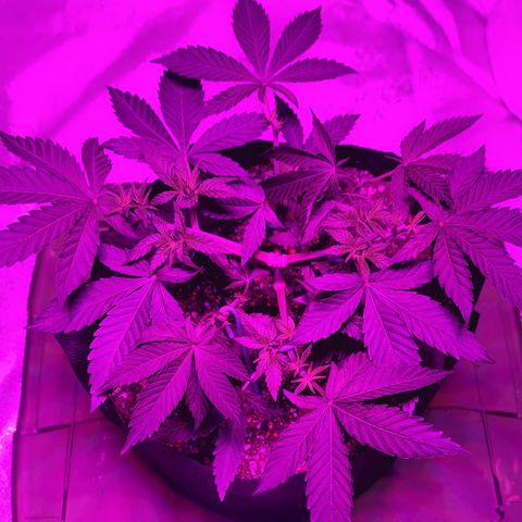 White Widow  growlog timeline photo