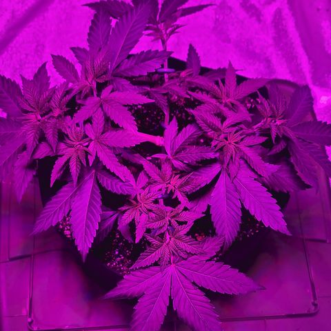 White Widow  growlog timeline photo