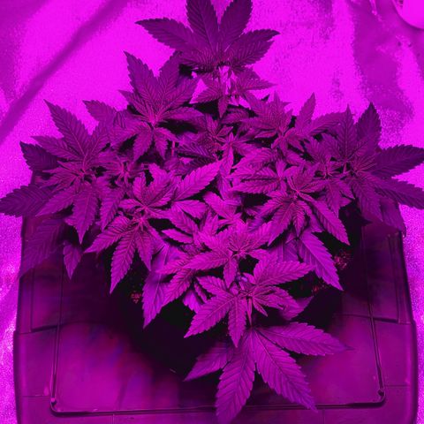 White Widow  growlog timeline photo