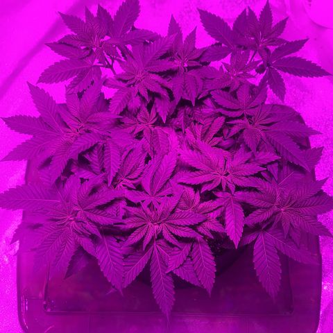 White Widow  growlog timeline photo
