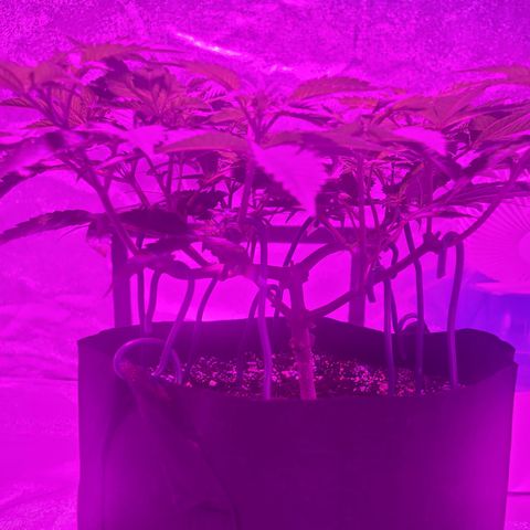 White Widow  growlog timeline photo