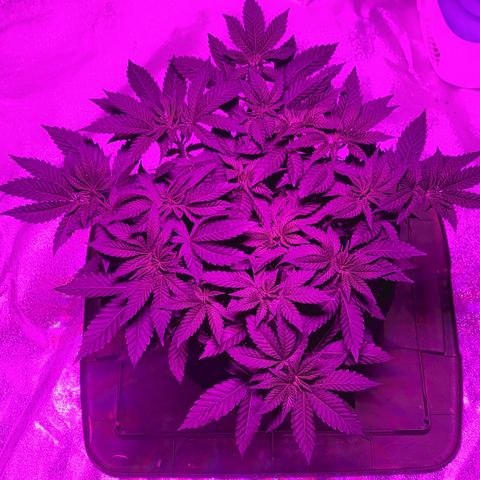 White Widow  growlog timeline photo