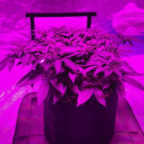White Widow  growlog timeline photo