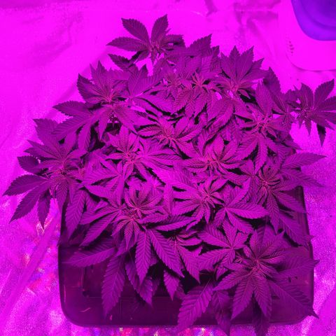 White Widow  growlog timeline photo