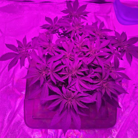 White Widow  growlog timeline photo