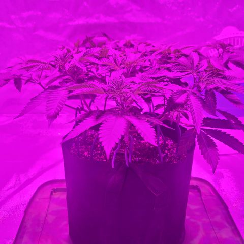 White Widow  growlog timeline photo