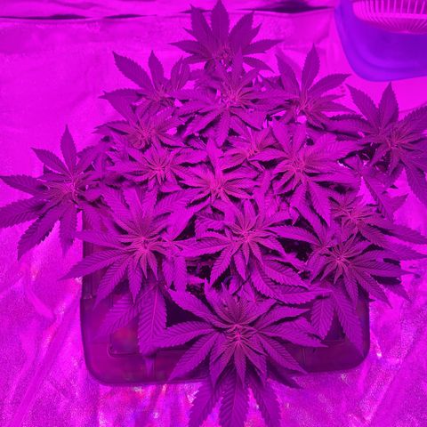 White Widow  growlog timeline photo