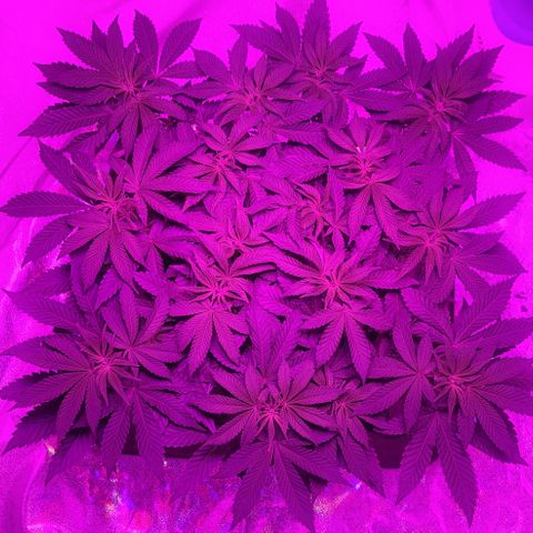 White Widow  growlog timeline photo
