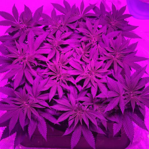 White Widow  growlog timeline photo