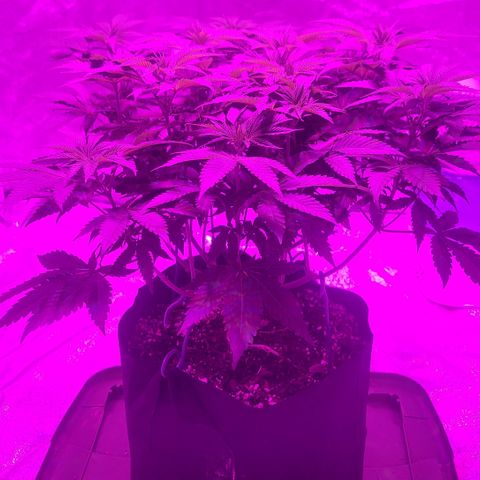 White Widow  growlog timeline photo