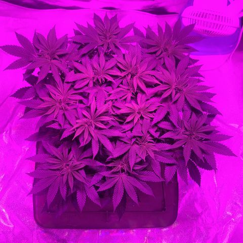 White Widow  growlog timeline photo