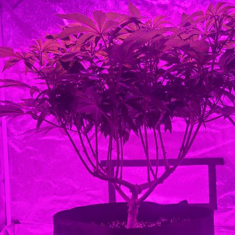 White Widow  growlog timeline photo