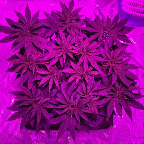 White Widow  growlog timeline photo