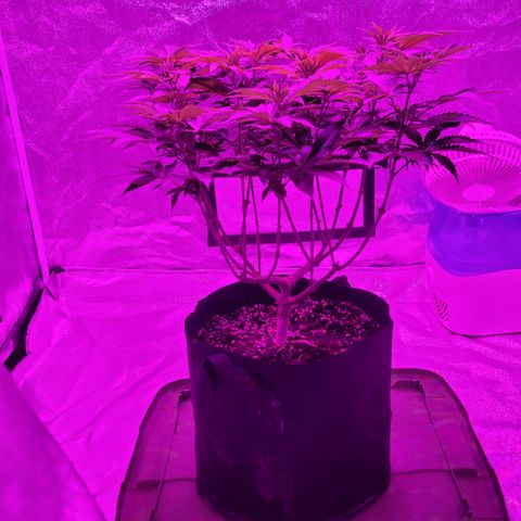 White Widow  growlog timeline photo