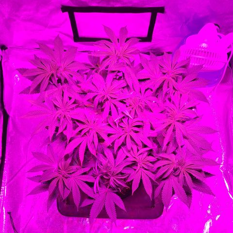 White Widow  growlog timeline photo