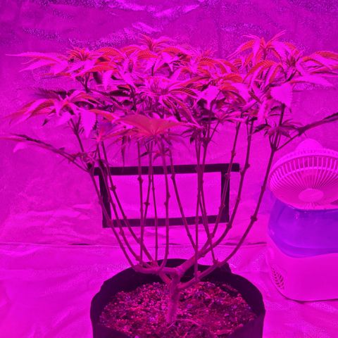 White Widow  growlog timeline photo