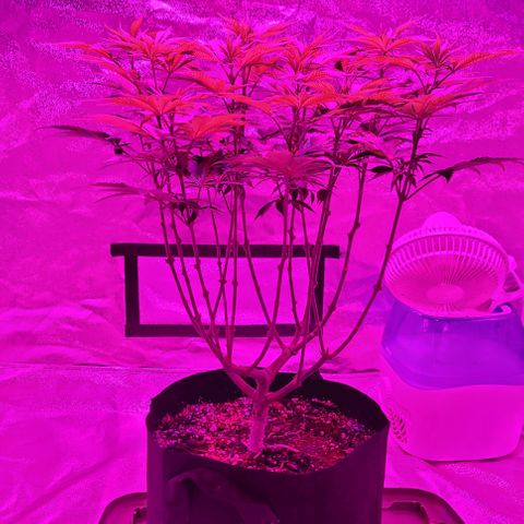 White Widow  growlog timeline photo