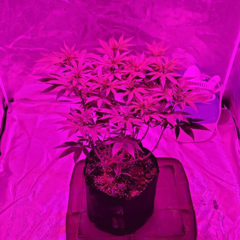White Widow  growlog timeline photo