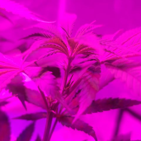 White Widow  growlog photo: Pistils popping out