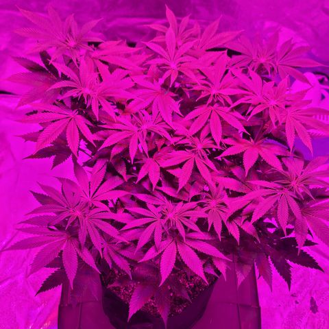 White Widow  growlog timeline photo