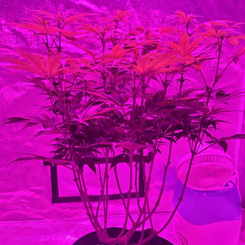 White Widow  growlog timeline photo