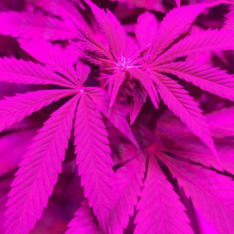 White Widow  growlog timeline photo