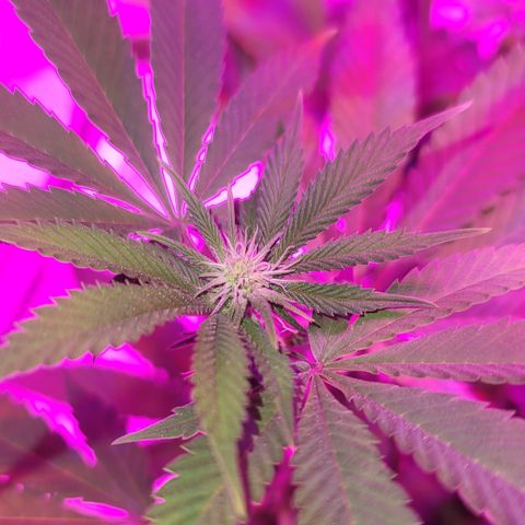 White Widow  growlog timeline photo