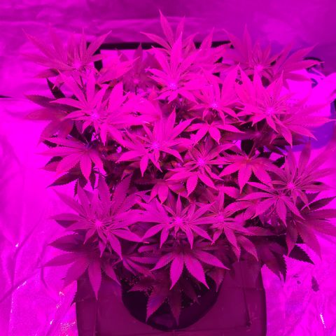 White Widow  growlog timeline photo