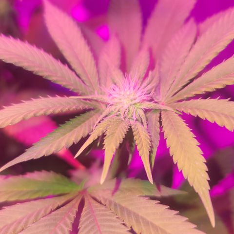 White Widow  growlog timeline photo