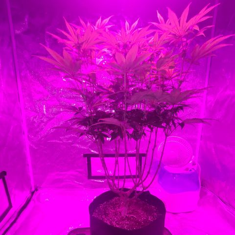 White Widow  growlog timeline photo