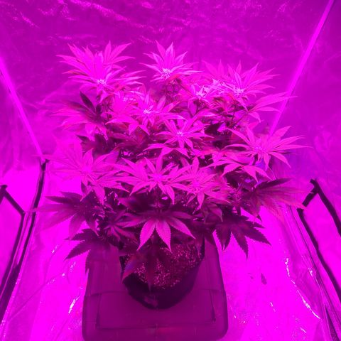 White Widow  growlog timeline photo