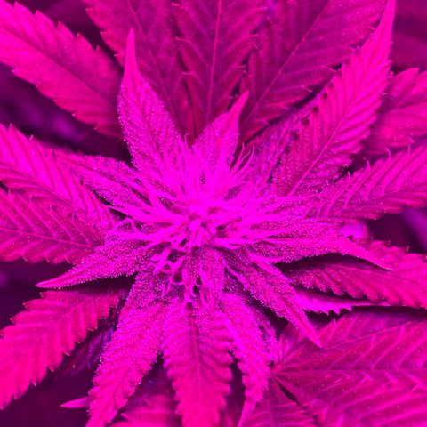 White Widow  growlog timeline photo