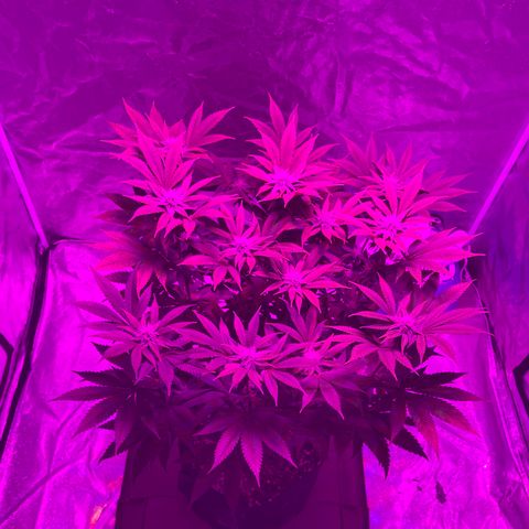 White Widow  growlog timeline photo