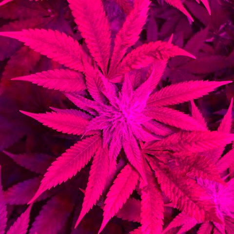 White Widow  growlog timeline photo