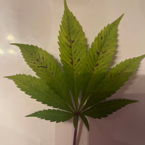 White Widow  growlog timeline photo