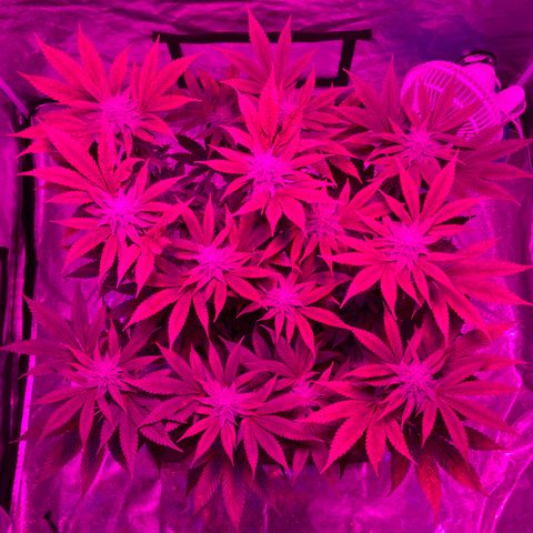 White Widow  growlog timeline photo