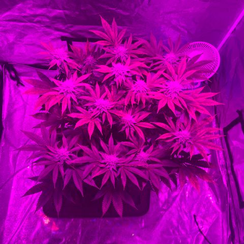 White Widow  growlog timeline photo