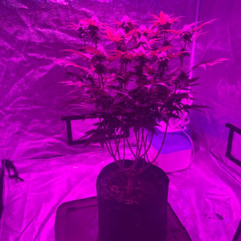 White Widow  growlog timeline photo