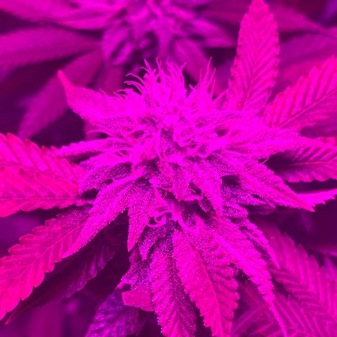 White Widow  growlog timeline photo