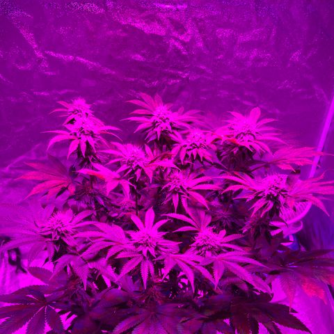 White Widow  growlog timeline photo