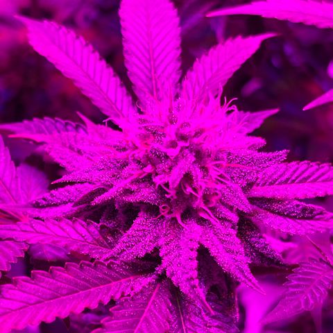White Widow  growlog timeline photo