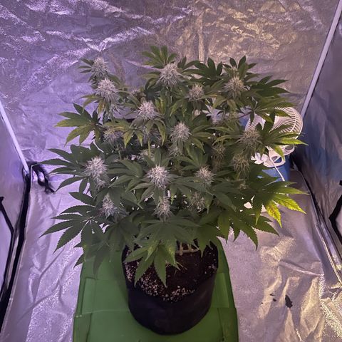 White Widow  growlog timeline photo